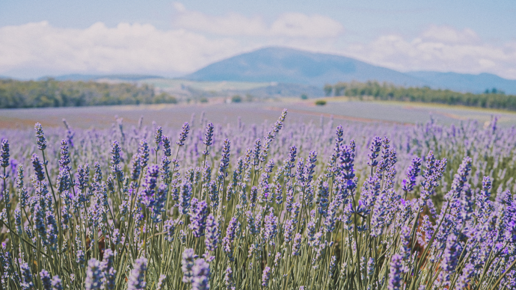 lavender field calming to the spirit
