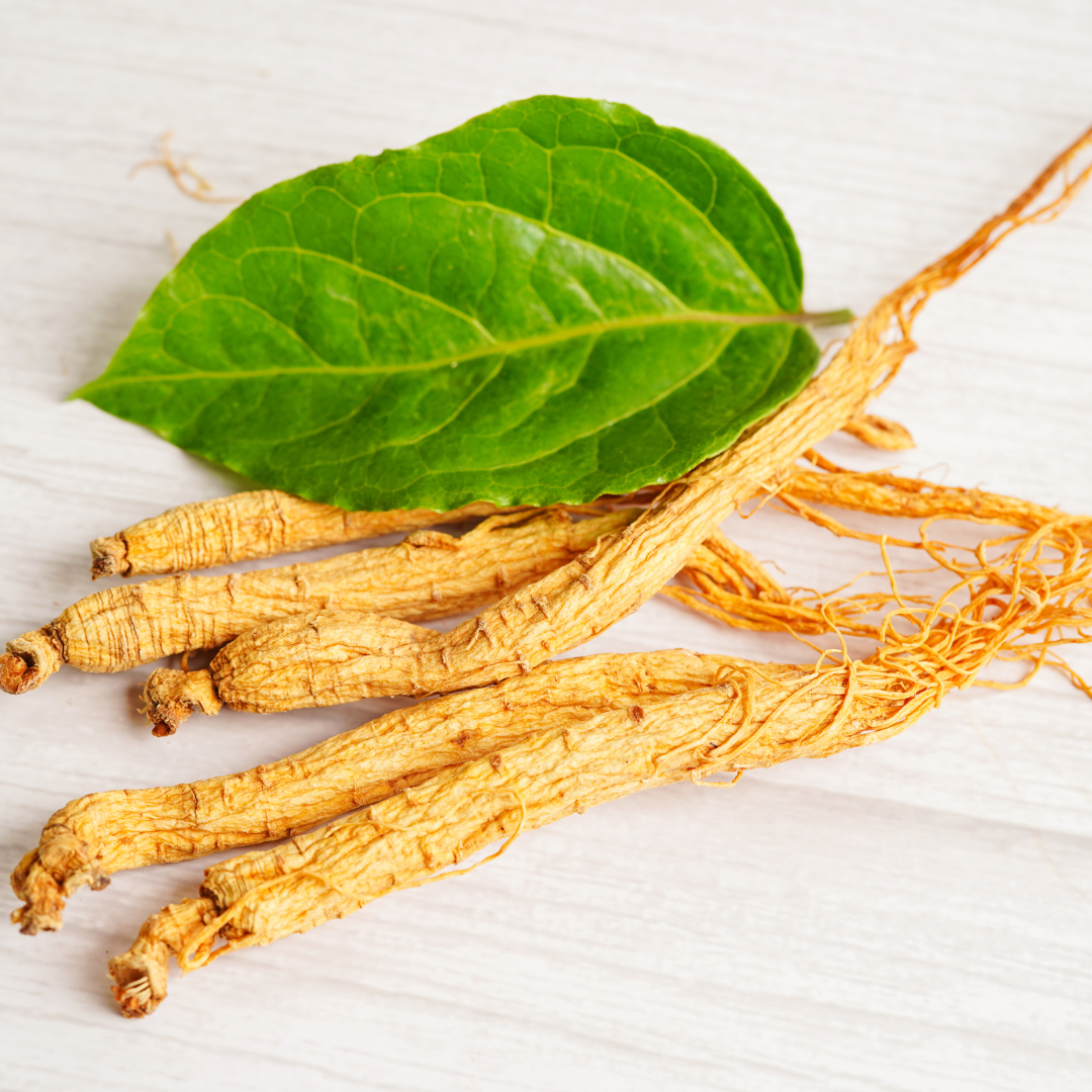 american ginseng adaptogen