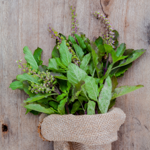 holy basil adaptogen